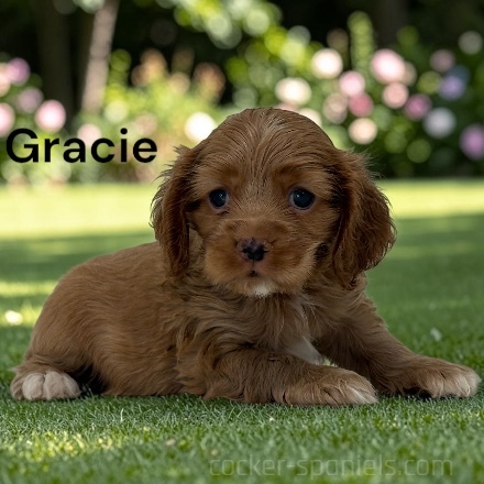 puppy, for, sale, Cocker Spaniel, Joe & Cherri  Overlease, dog, breeder, Miller, MO, dog-breeder, puppy-for-sale, forsale, nearby, find, puppyfind, locator, puppylocator, aca